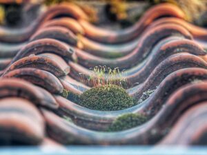 mossy-roof-tiles